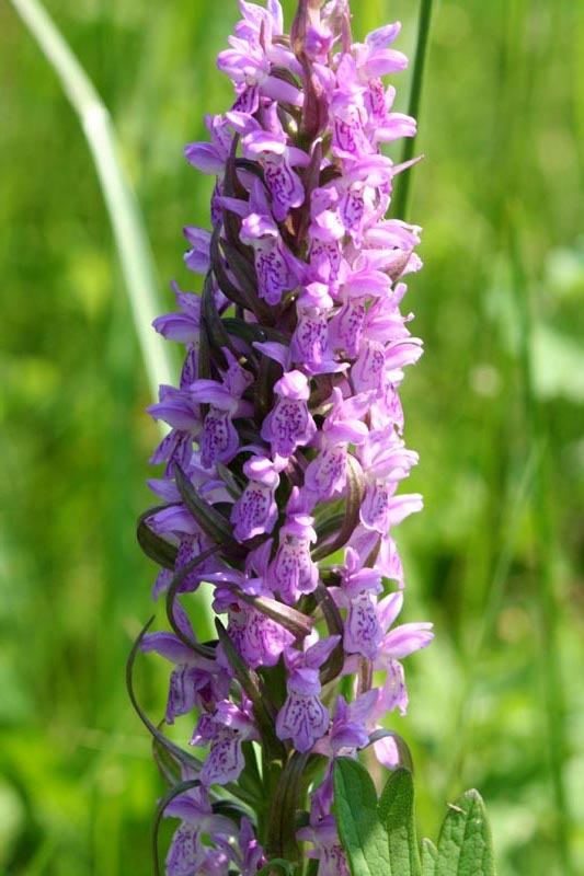 Orchidaceae Orchis